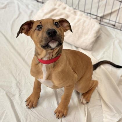 Enlarge Poppy, a Adoptable mixed breed in San Francisco, CA image 2/3