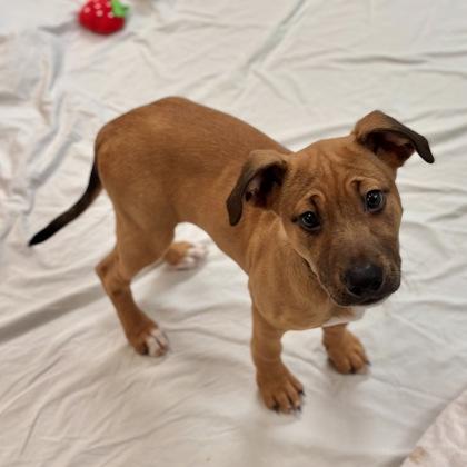 Enlarge Poppy, a Adoptable mixed breed in San Francisco, CA image 3/3