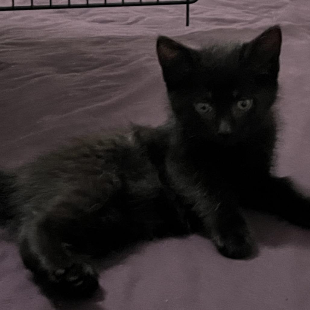 Frankie, Adoptable, Kitten Female Domestic Short Hair.