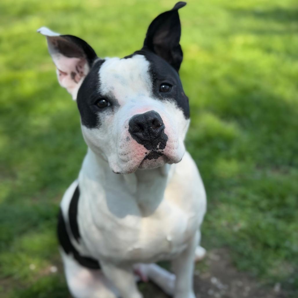 Cheeseburger, Adoptable, Adult Male Pit Bull Terrier.