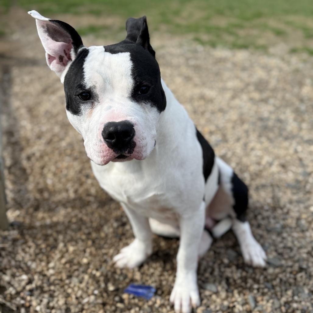 Enlarge Cheeseburger, a Adoptable Pit Bull Terrier in Ridgely, MD image 2/6