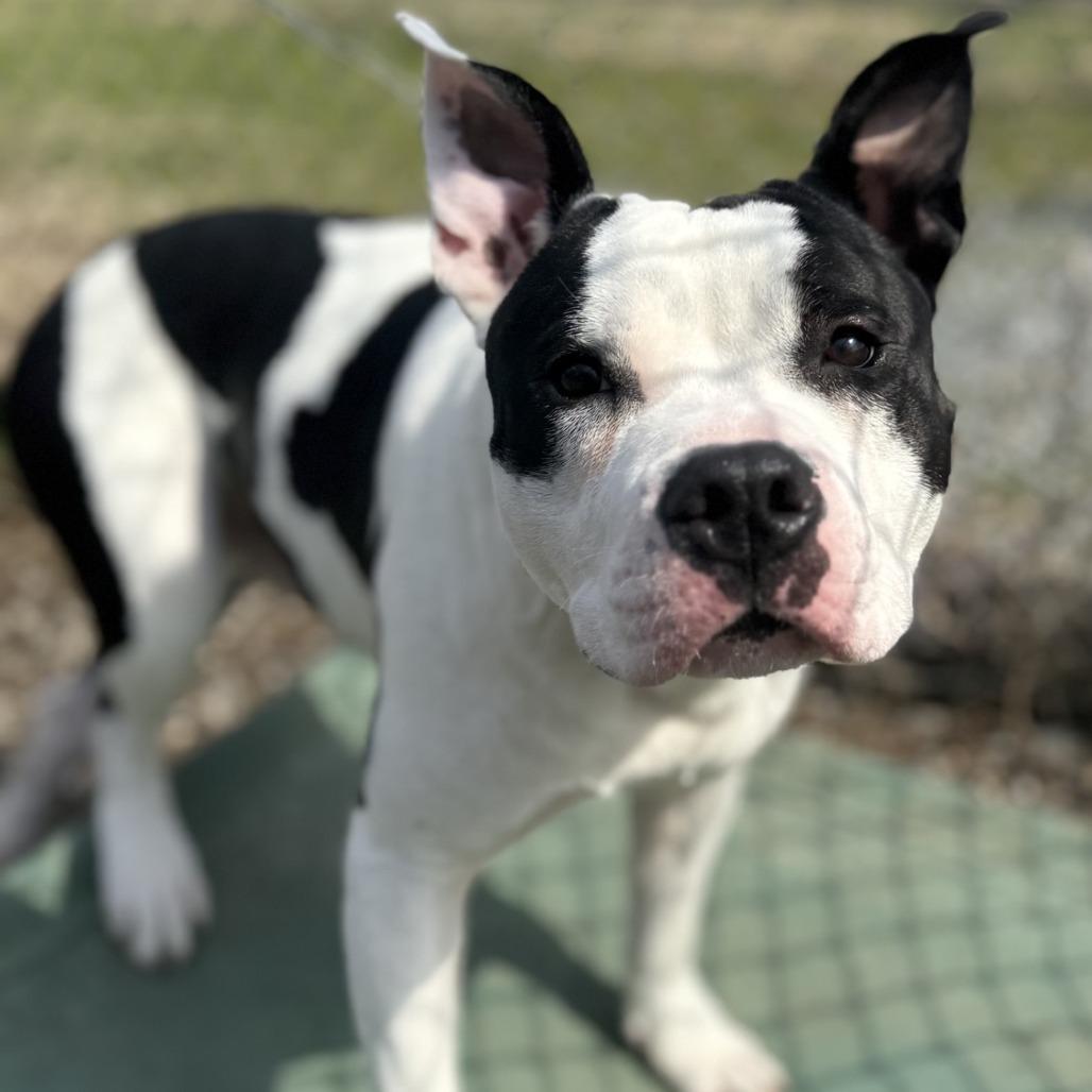 Enlarge Cheeseburger, a Adoptable Pit Bull Terrier in Ridgely, MD image 3/6