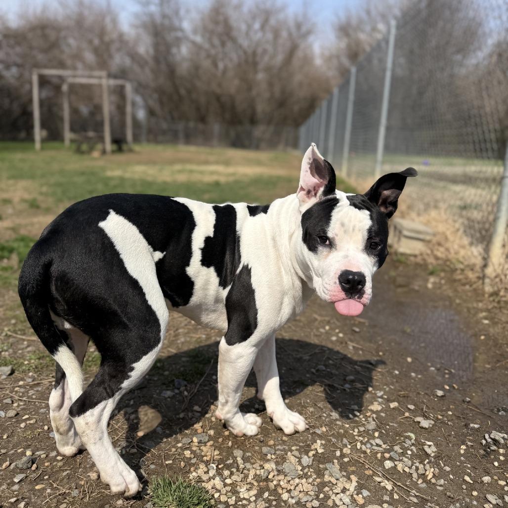 Enlarge Cheeseburger, a Adoptable Pit Bull Terrier in Ridgely, MD image 4/6