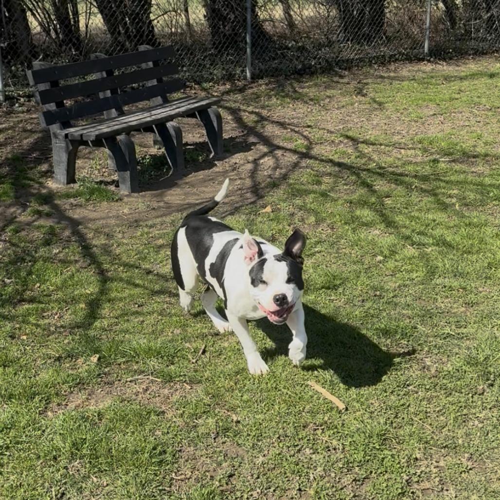 Enlarge Cheeseburger, a Adoptable Pit Bull Terrier in Ridgely, MD image 5/6