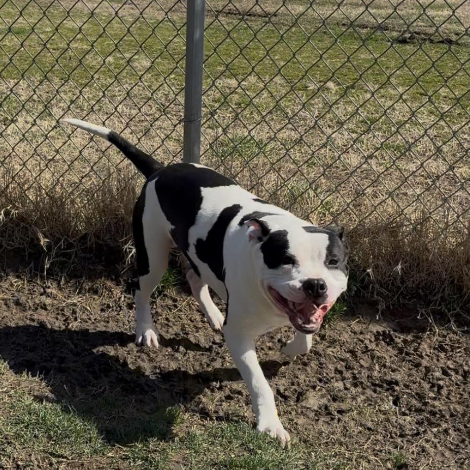 Enlarge Cheeseburger, a Adoptable Pit Bull Terrier in Ridgely, MD image 6/6
