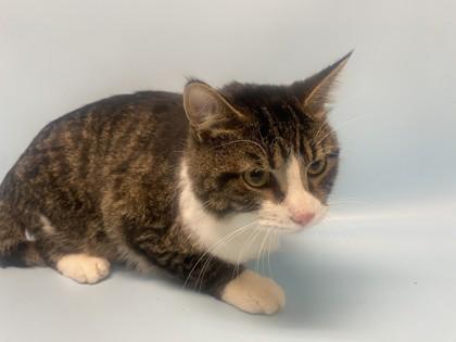 Enlarge Lucas, a Adoptable mixed breed in Woodbury, MN image 1/1