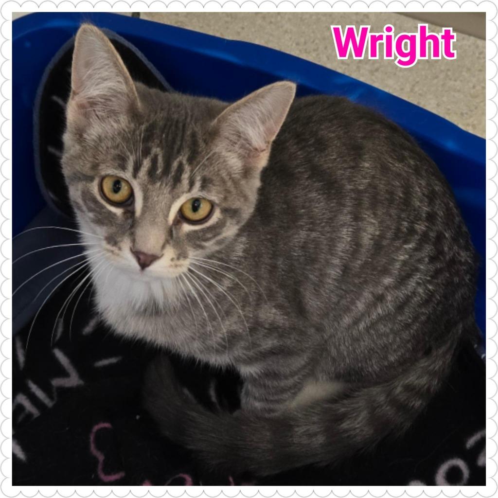 Wright, Adoptable, Kitten Female Domestic Short Hair.
