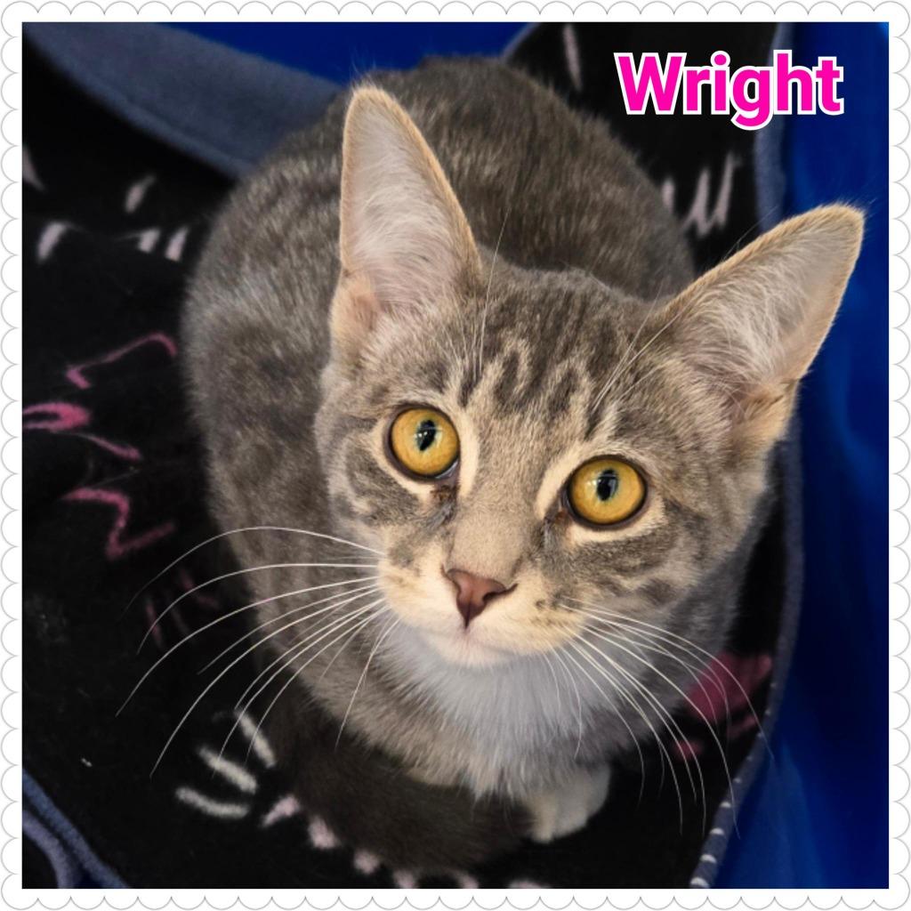 Enlarge Wright, a Adoptable mixed breed in North Saint Paul, MN image 2/2