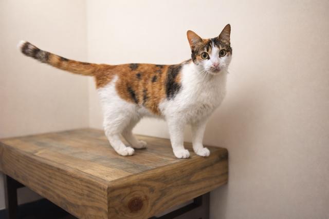 Enlarge Dotty, an adopted Calico in Los Angeles, CA image 3/5