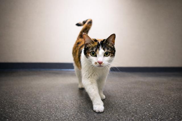 Enlarge Dotty, an adopted Calico in Los Angeles, CA image 1/5