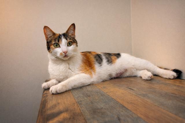 Enlarge Dotty, an adopted Calico in Los Angeles, CA image 2/5