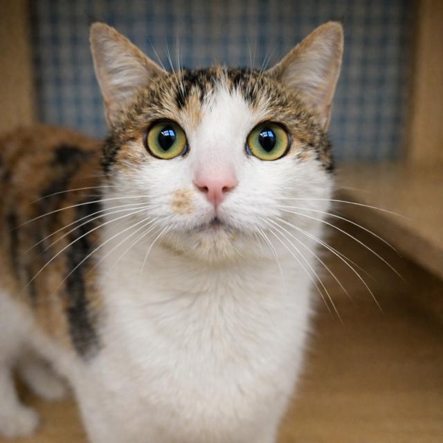 Enlarge Dotty, an adopted Calico in Los Angeles, CA image 4/5