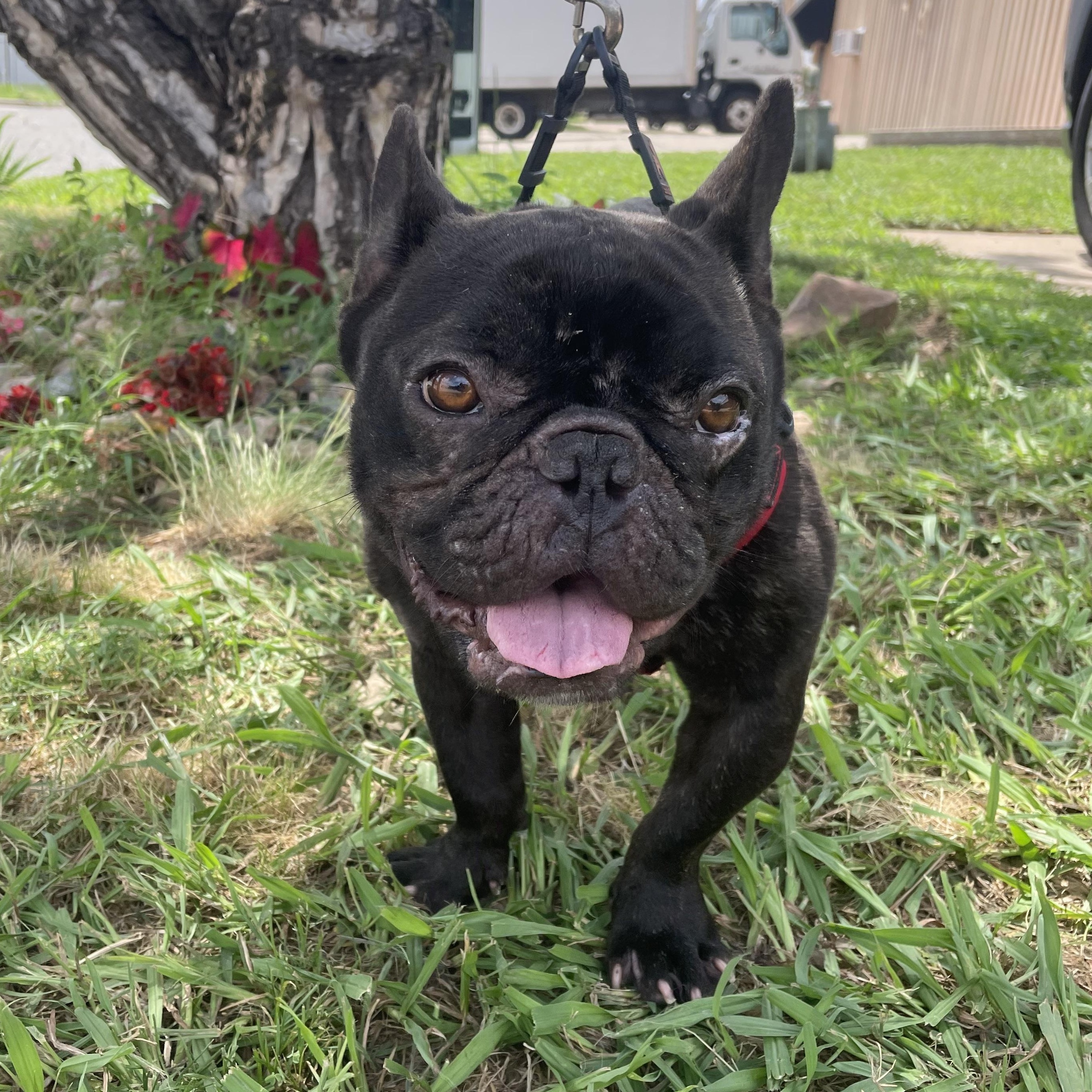 Major Payne, Adult Male French Bulldog