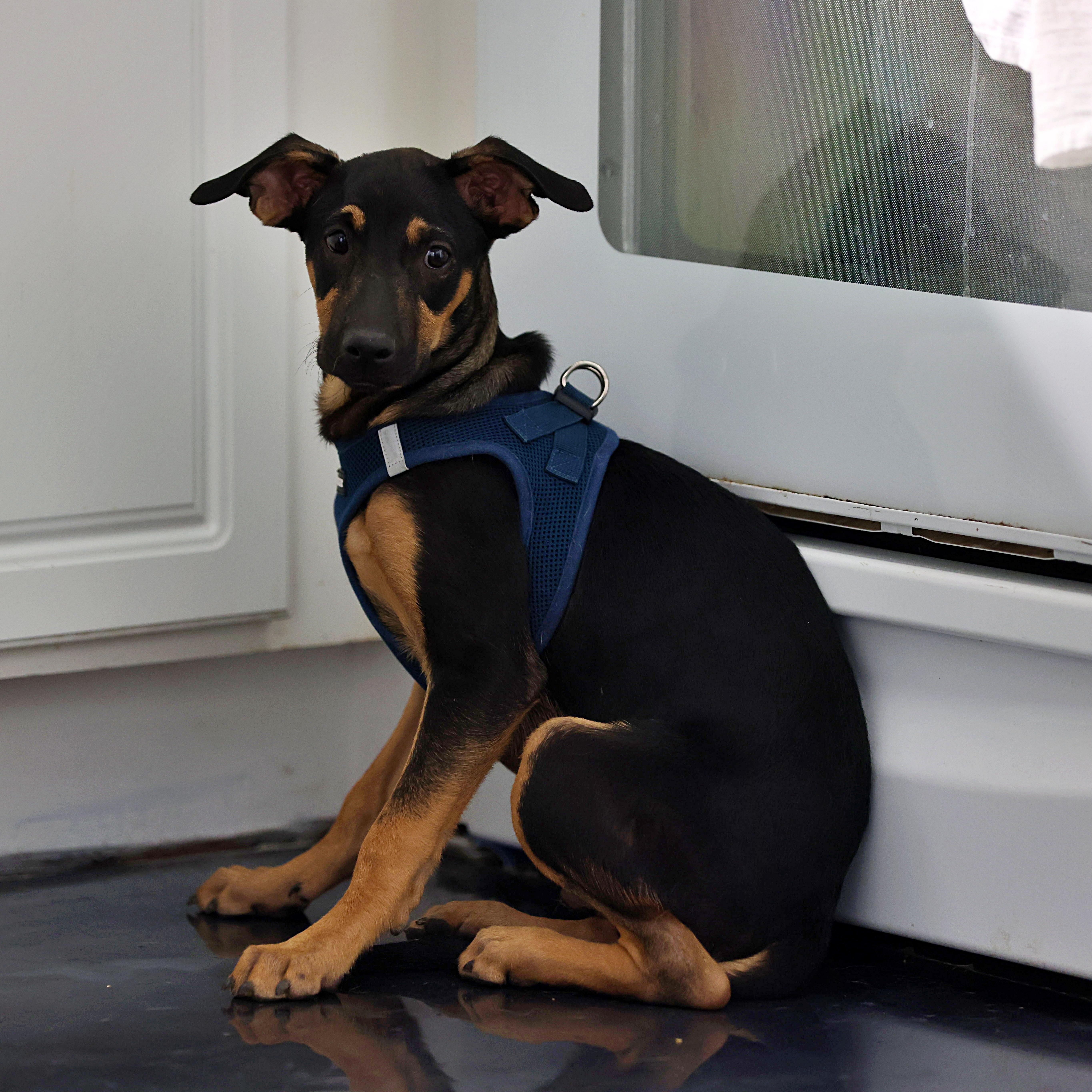 Josh, a Adoptable mixed breed in Littleton, CO image 4/5