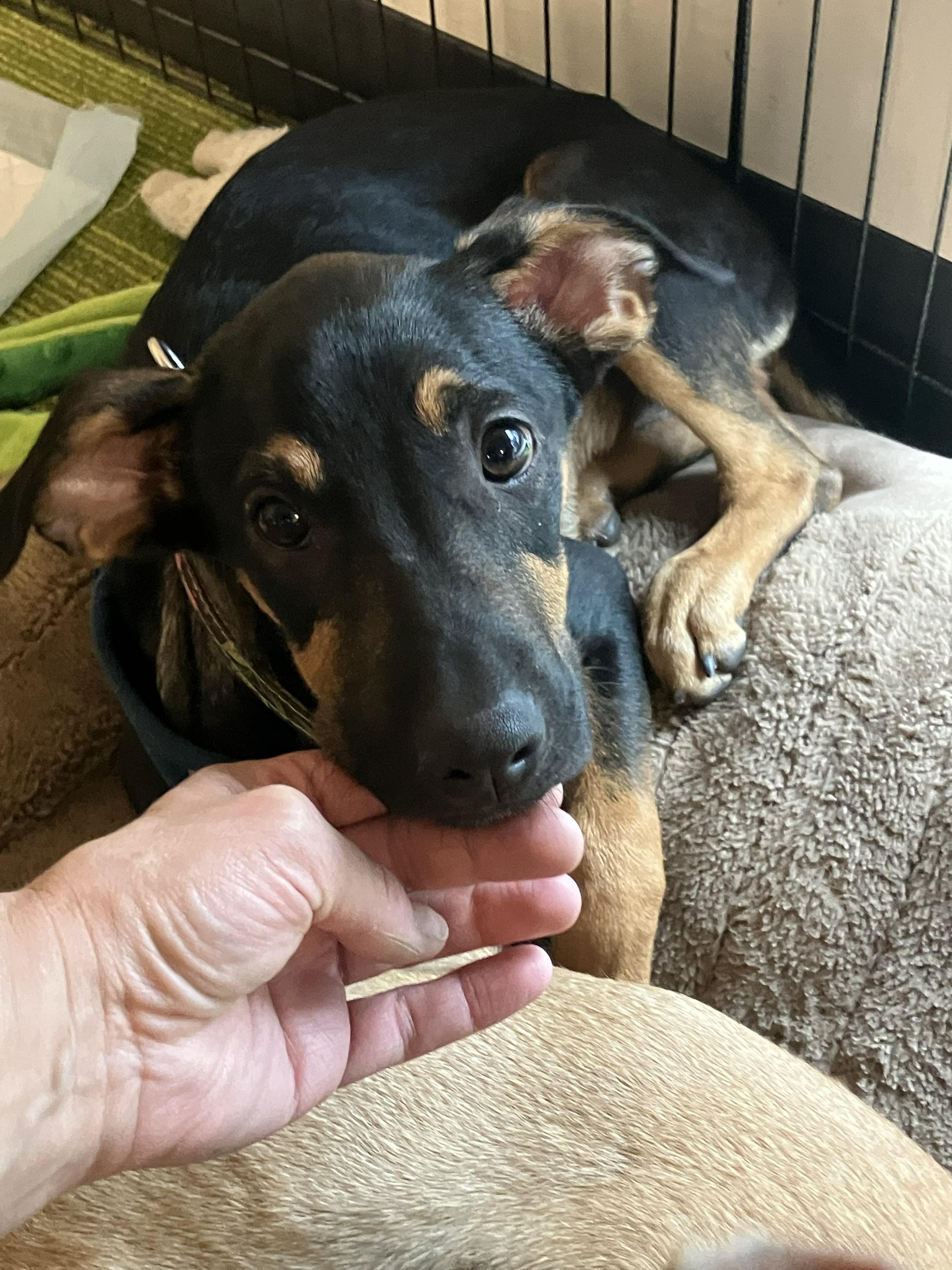 Josh, a Adoptable mixed breed in Littleton, CO image 2/5