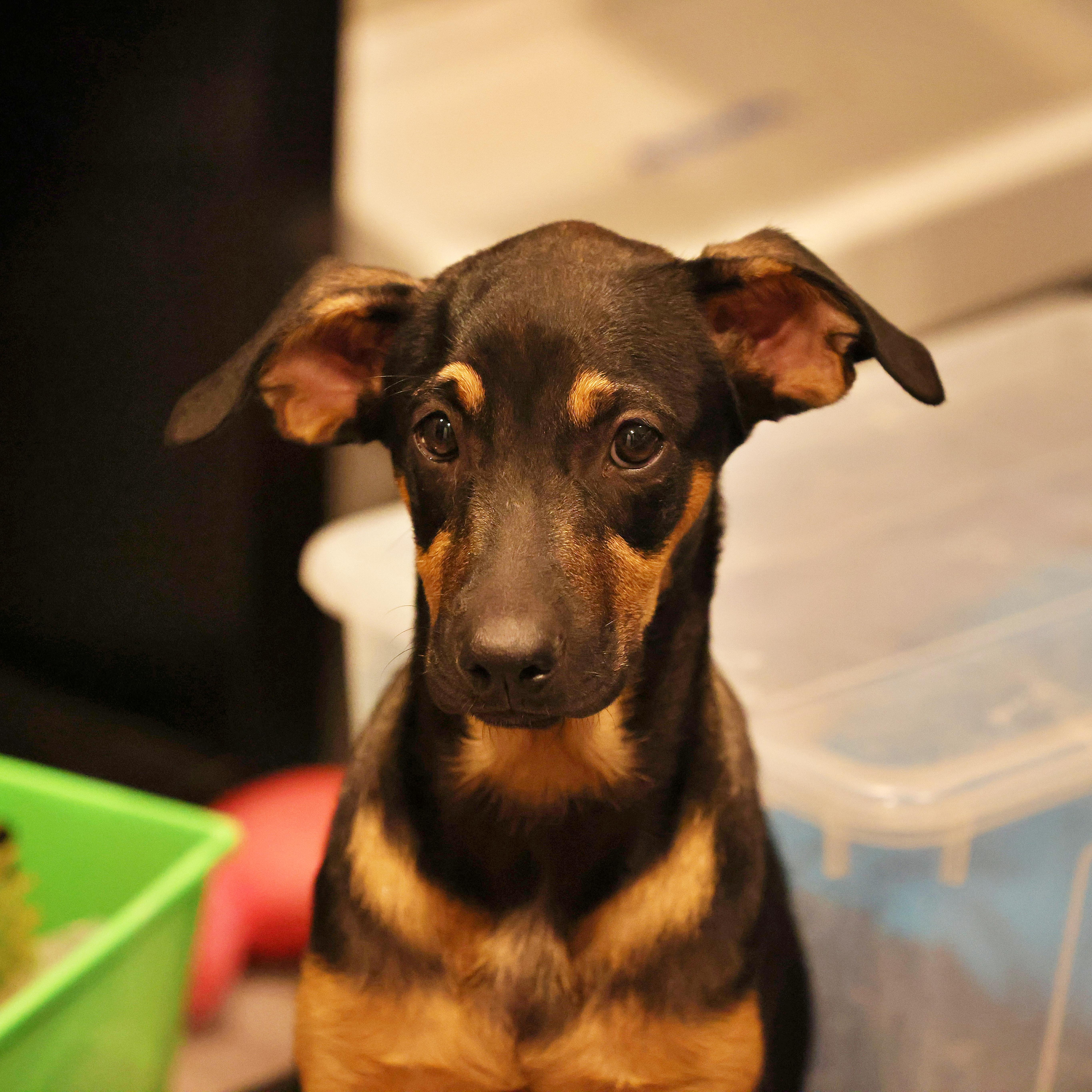 Josh, a Adoptable mixed breed in Littleton, CO image 5/5