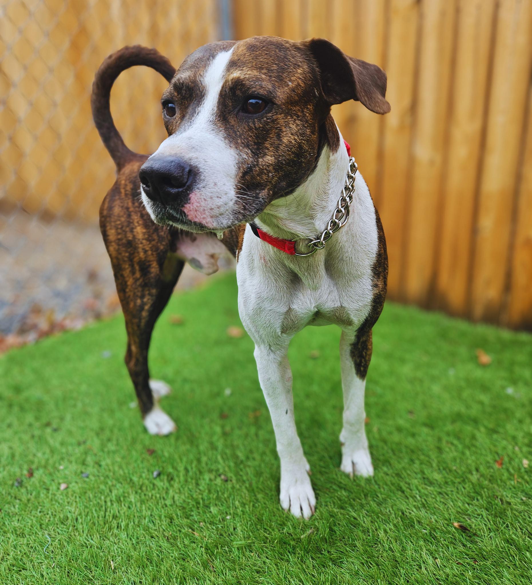 Marley - Gentle and Lovable! 1