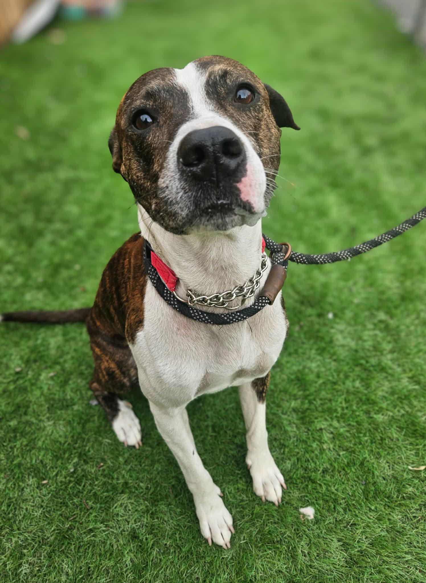 Marley - Gentle and Lovable! 2