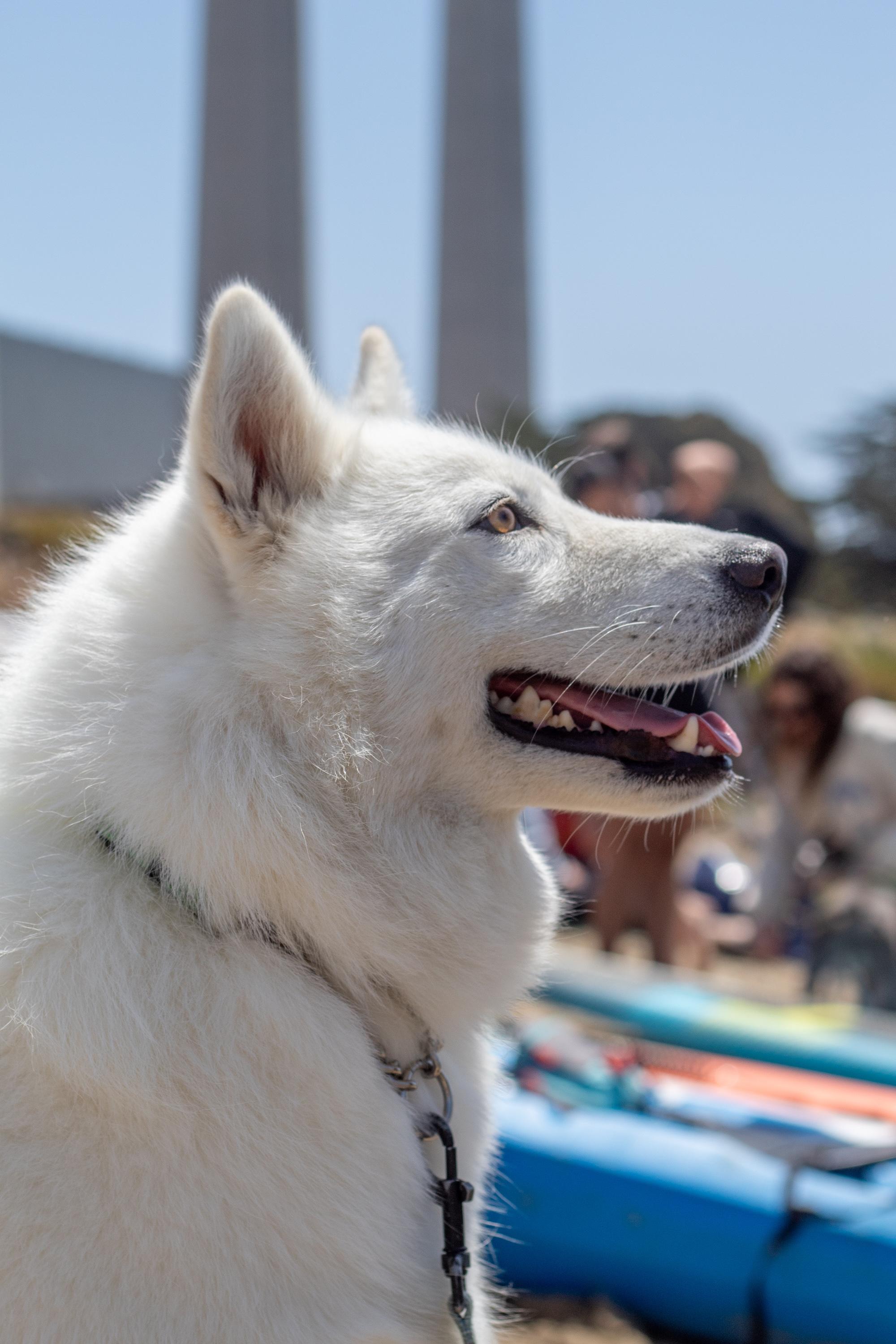 Buster, Adopted, Adult Male Husky & Samoyed.