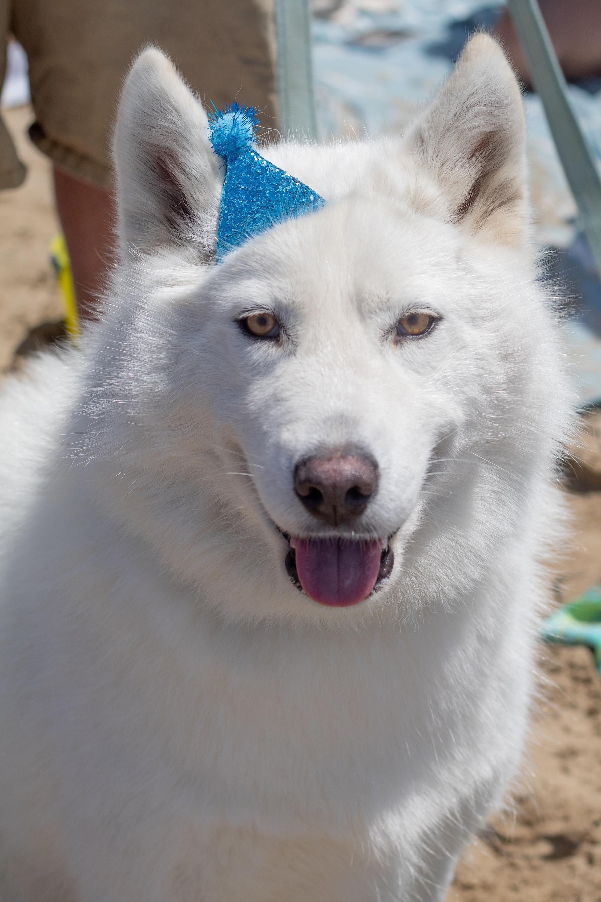 Enlarge Buster, a Adopted mixed breed in Atascadero, CA image 2/4
