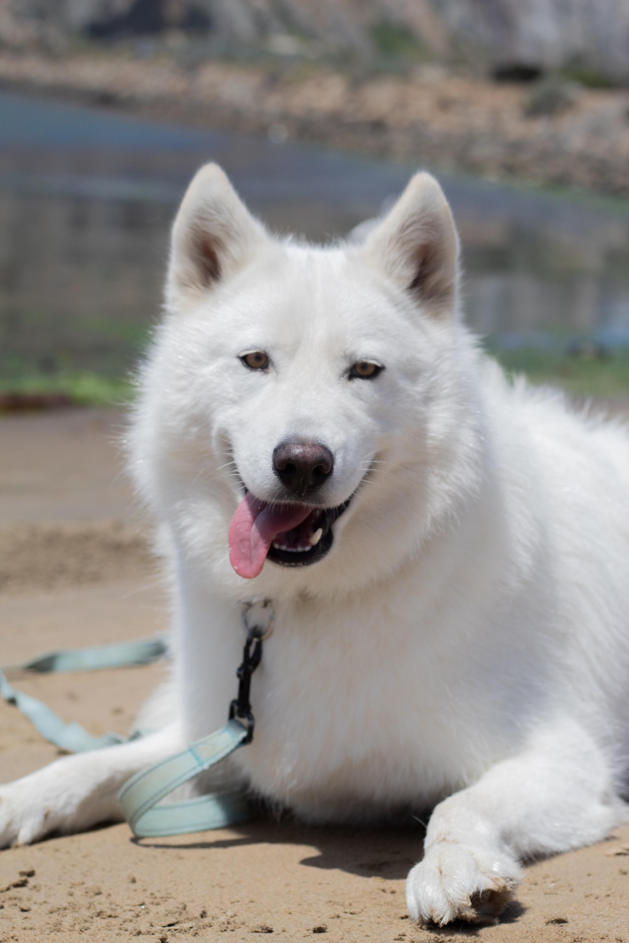 Enlarge Buster, a Adopted mixed breed in Atascadero, CA image 3/4