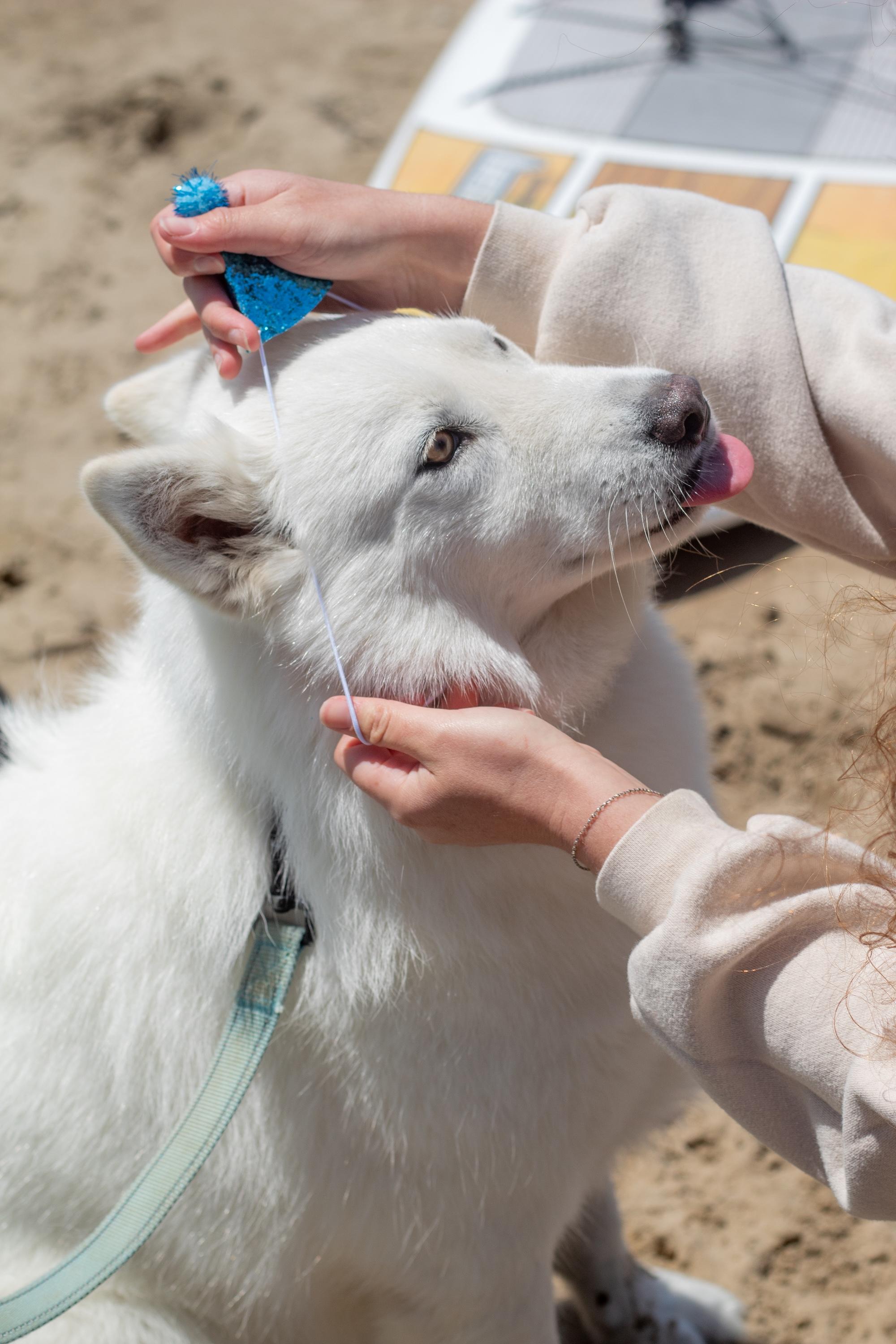 Enlarge Buster, a Adopted mixed breed in Atascadero, CA image 4/4