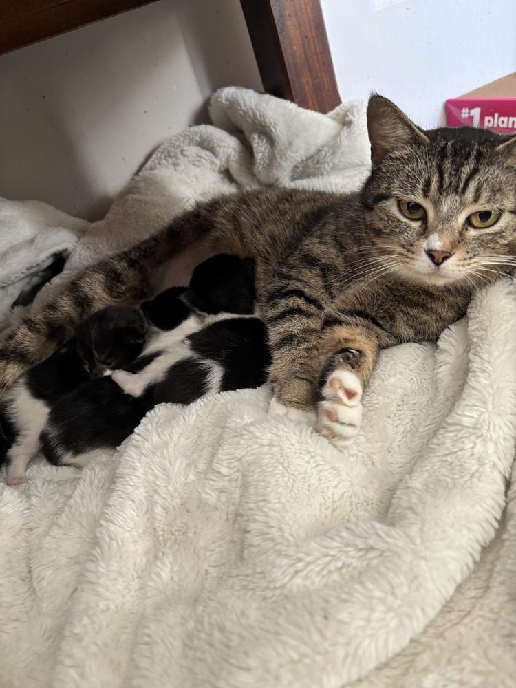 Enlarge Alice, a Adoptable Domestic Short Hair in Salisbury, NC image 2/6