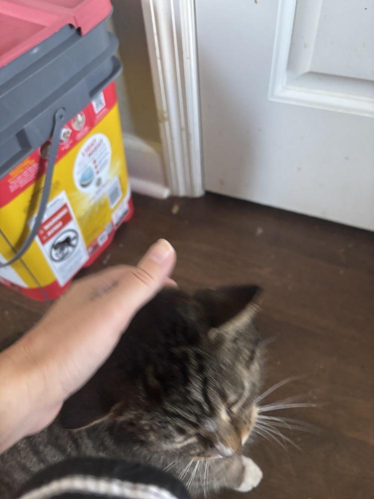 Enlarge Alice, a Adoptable Domestic Short Hair in Salisbury, NC image 3/6