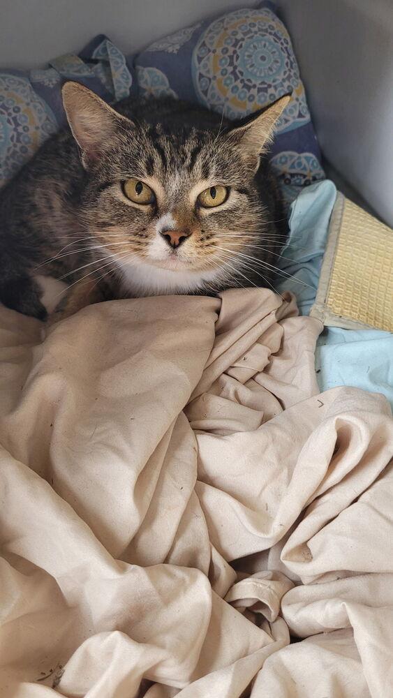 Enlarge Alice, a Adoptable Domestic Short Hair in Salisbury, NC image 5/6