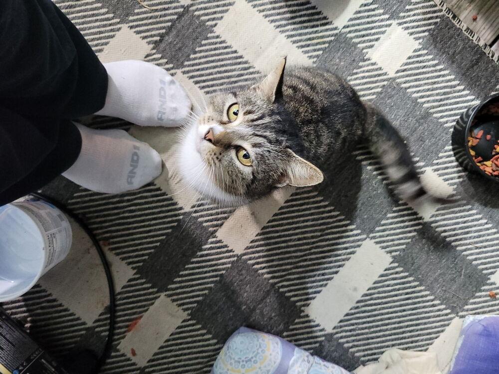 Enlarge Alice, a Adoptable Domestic Short Hair in Salisbury, NC image 6/6