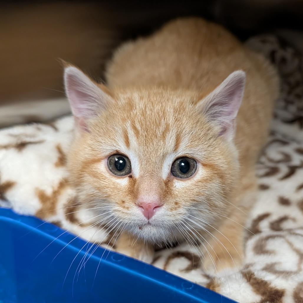 Otis, a Adoptable Domestic Short Hair in Cody, WY image 1/4