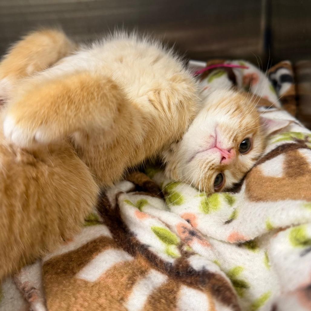 Otis, a Adoptable Domestic Short Hair in Cody, WY image 2/4