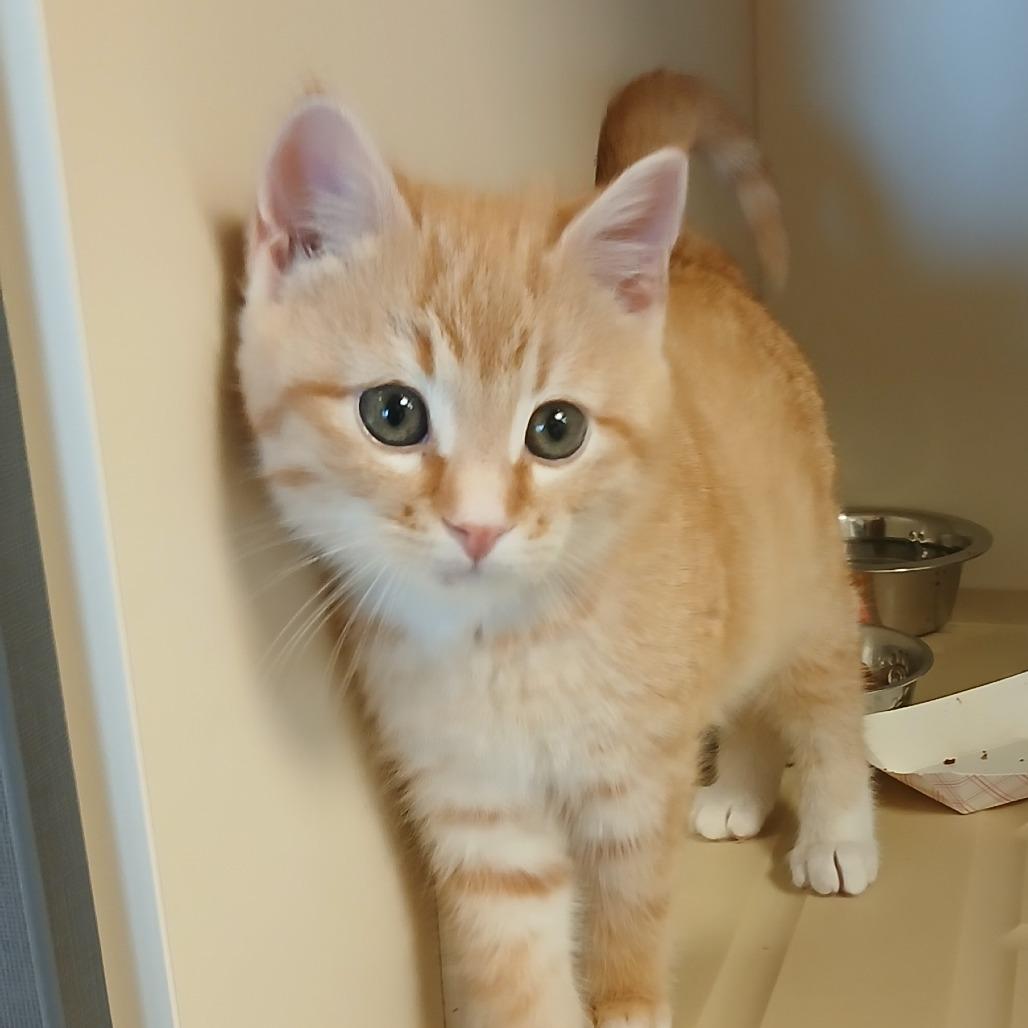 Otis, a Adoptable Domestic Short Hair in Cody, WY image 3/4