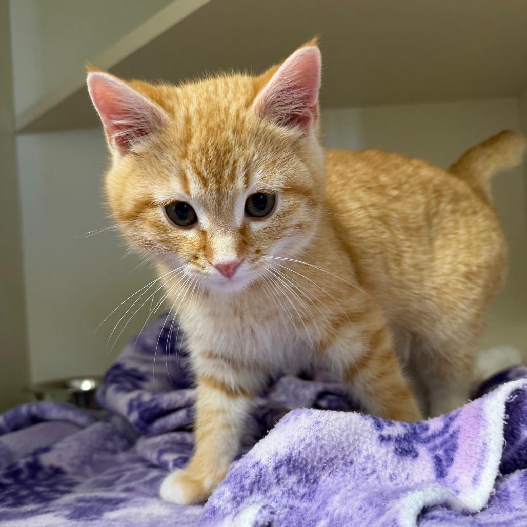 Otis, a Adoptable Domestic Short Hair in Cody, WY image 4/5