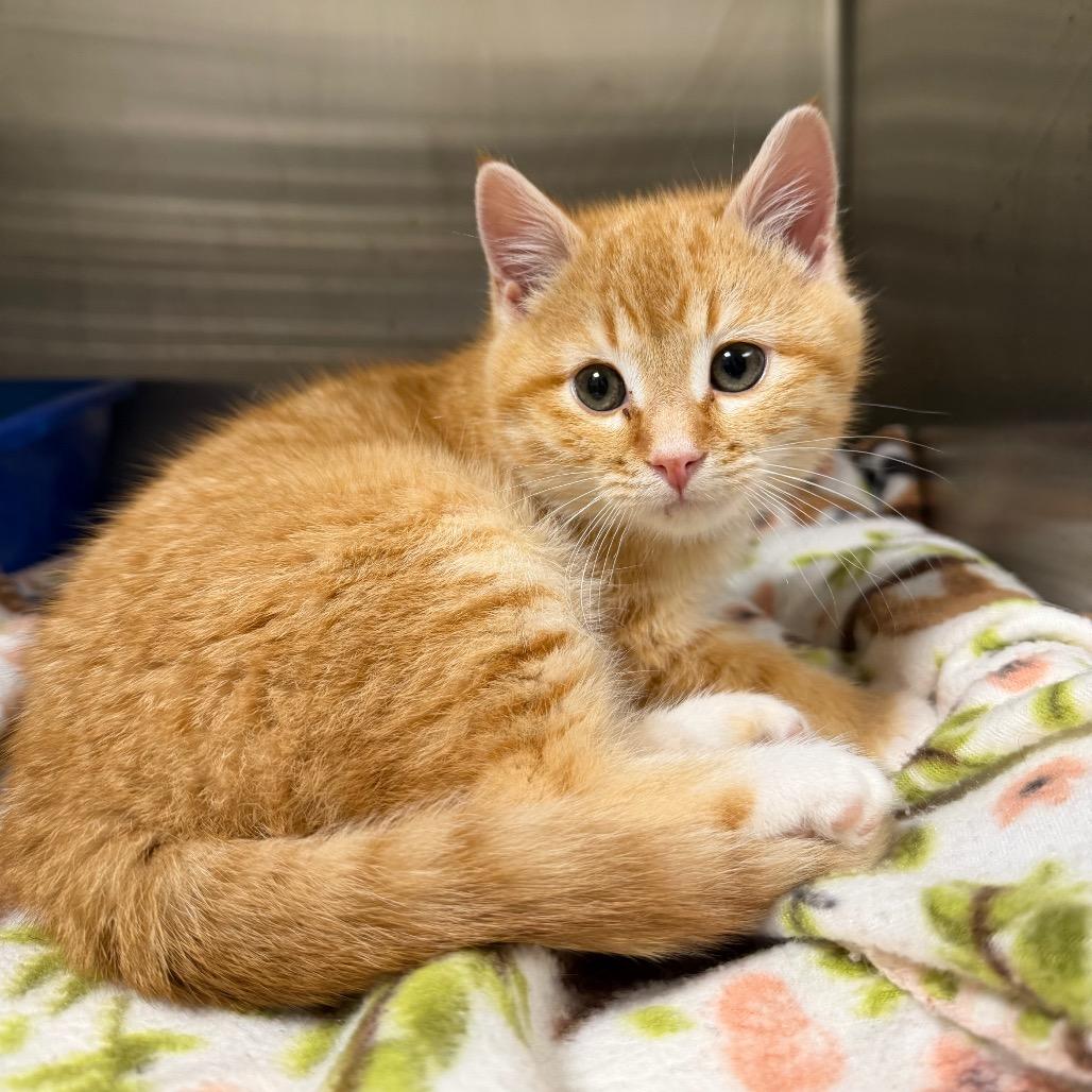 Otis, a Adoptable Domestic Short Hair in Cody, WY image 4/4