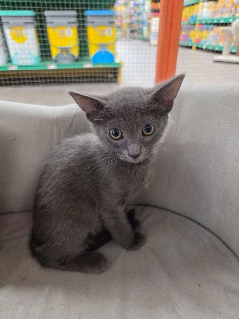 Taz, Adoptable, Kitten Male Domestic Short Hair.