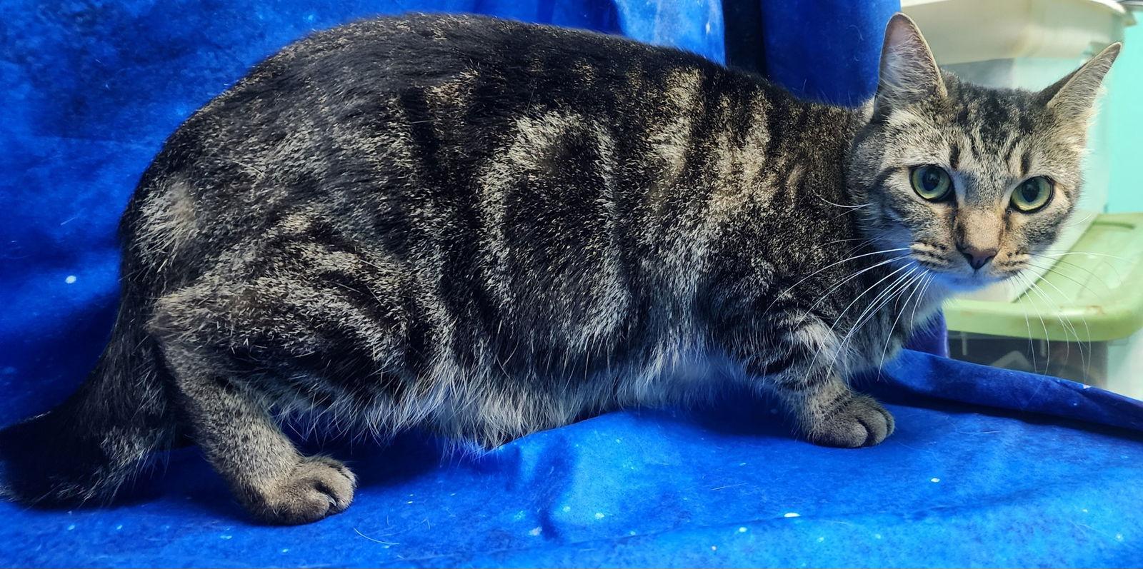 251936 Thunder — thumbnail 2