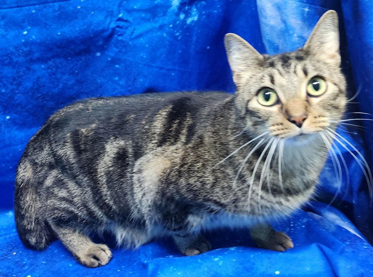 251936 Thunder — thumbnail 3