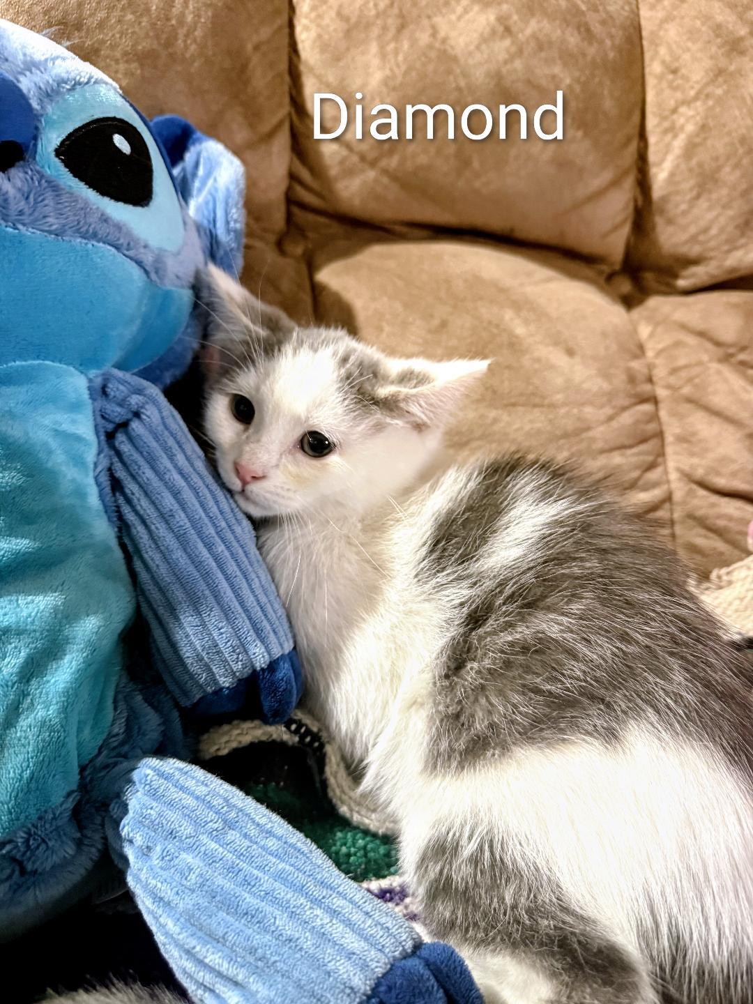 Diamond, Adoptable, Kitten Female Domestic Short Hair.