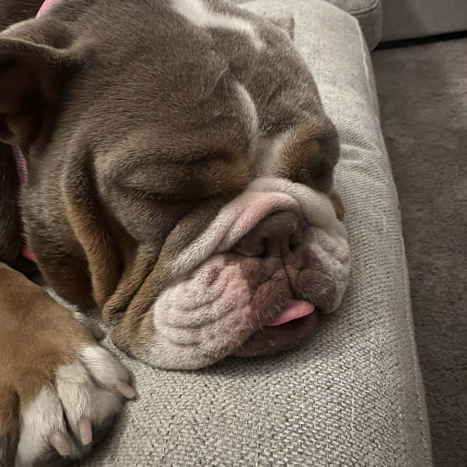 Enlarge Hazel & Moose (Bonded Pair), a ADOPTABLE English Bulldog in Tacoma, WA image 5/6