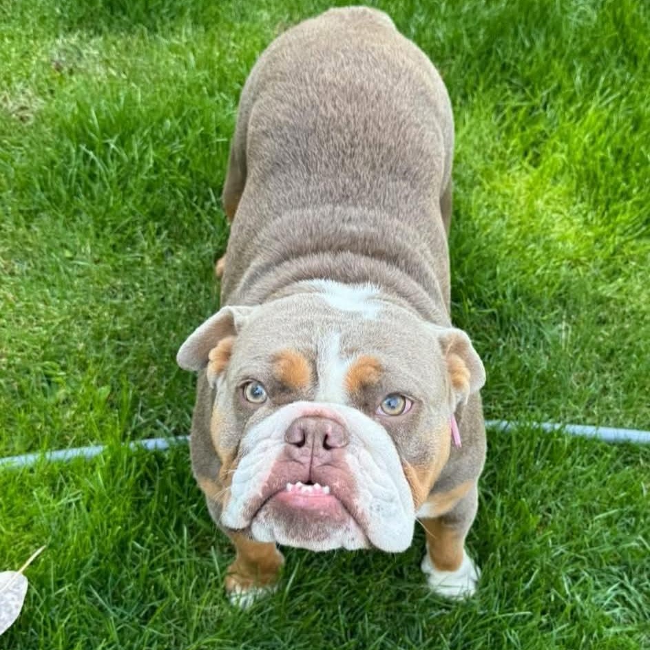 Enlarge Hazel & Moose (Bonded Pair), a ADOPTABLE English Bulldog in Tacoma, WA image 3/6