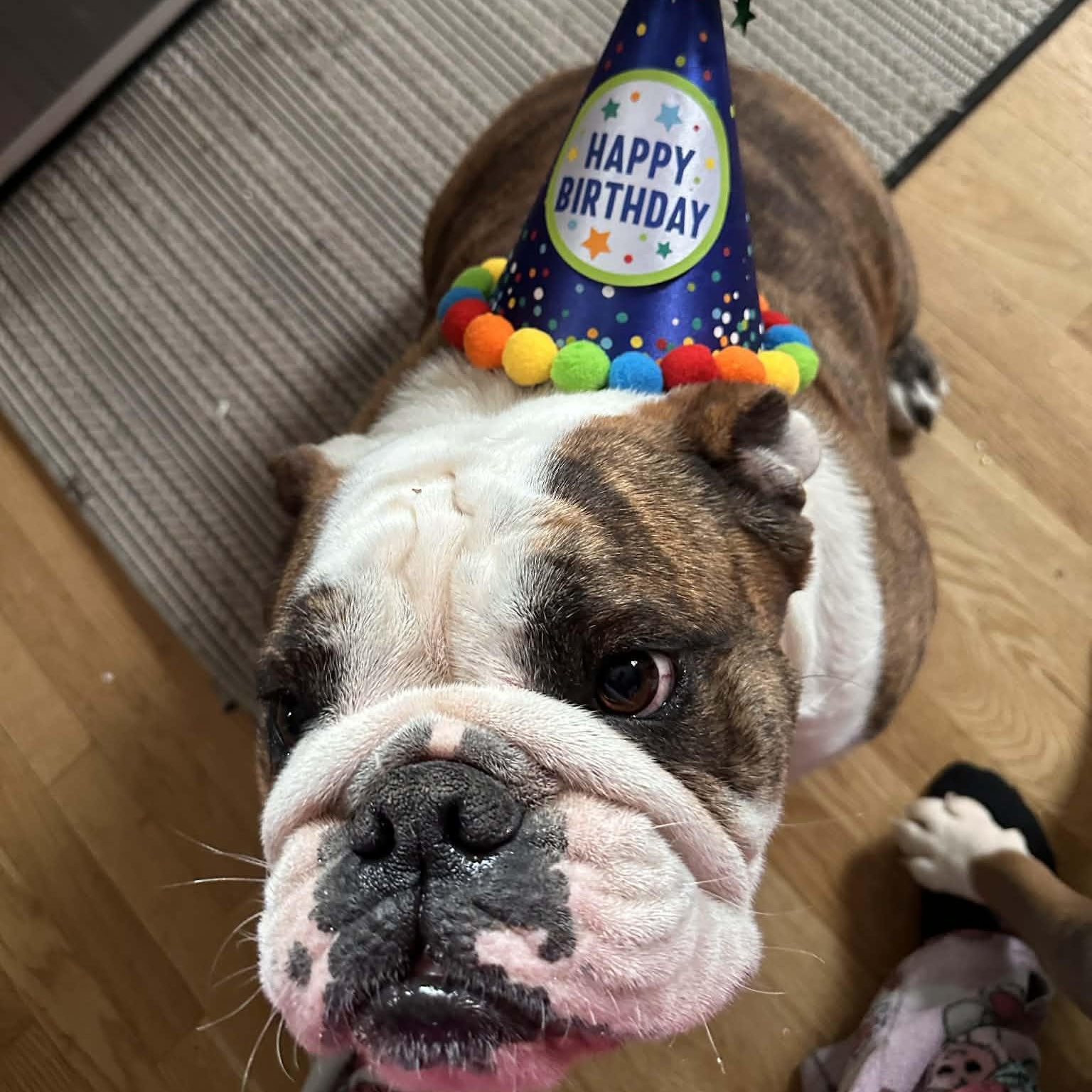 Enlarge Hazel & Moose (Bonded Pair), a ADOPTABLE English Bulldog in Tacoma, WA image 4/6