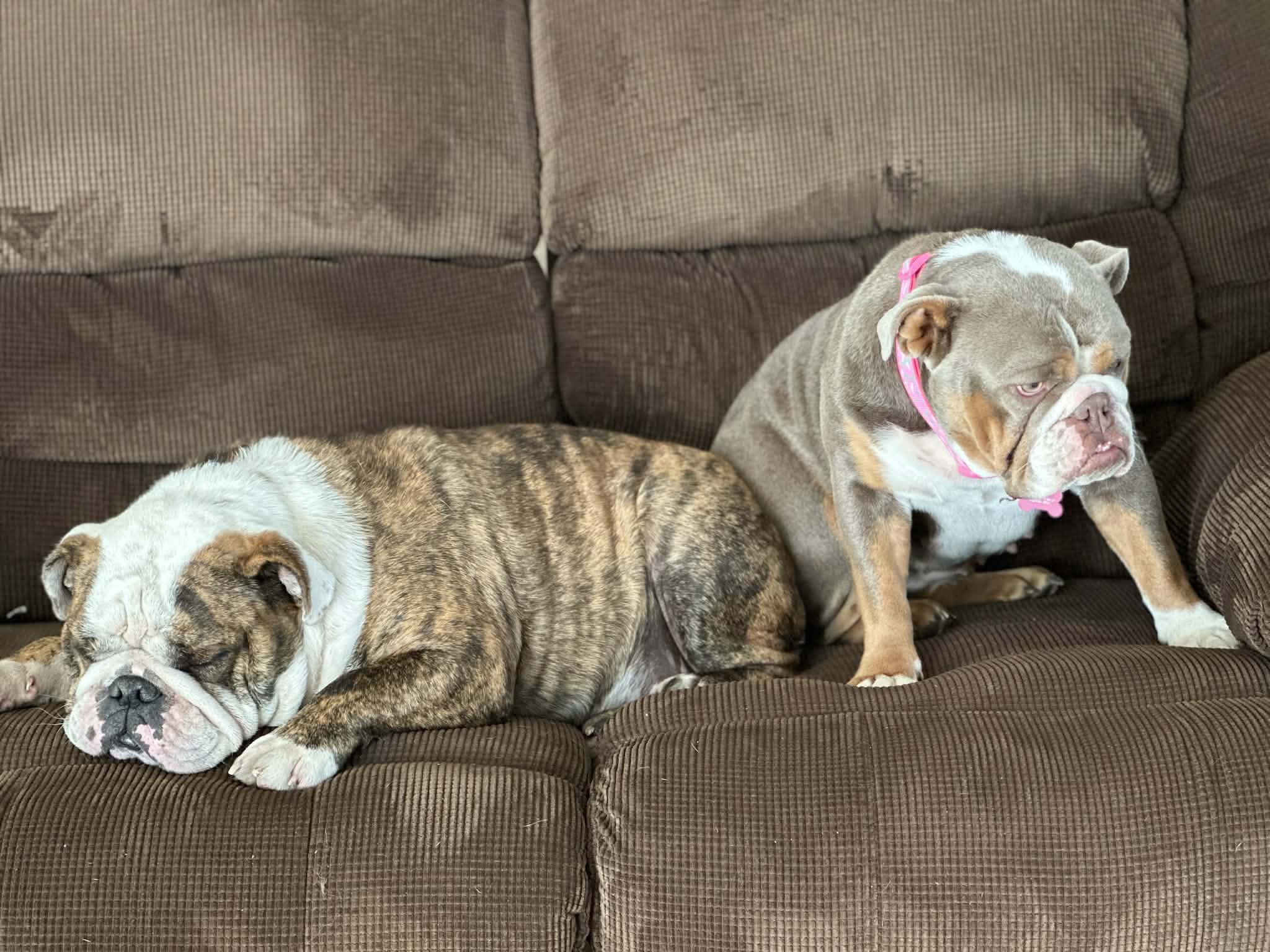 Enlarge Hazel & Moose (Bonded Pair), a ADOPTABLE English Bulldog in Tacoma, WA image 2/6