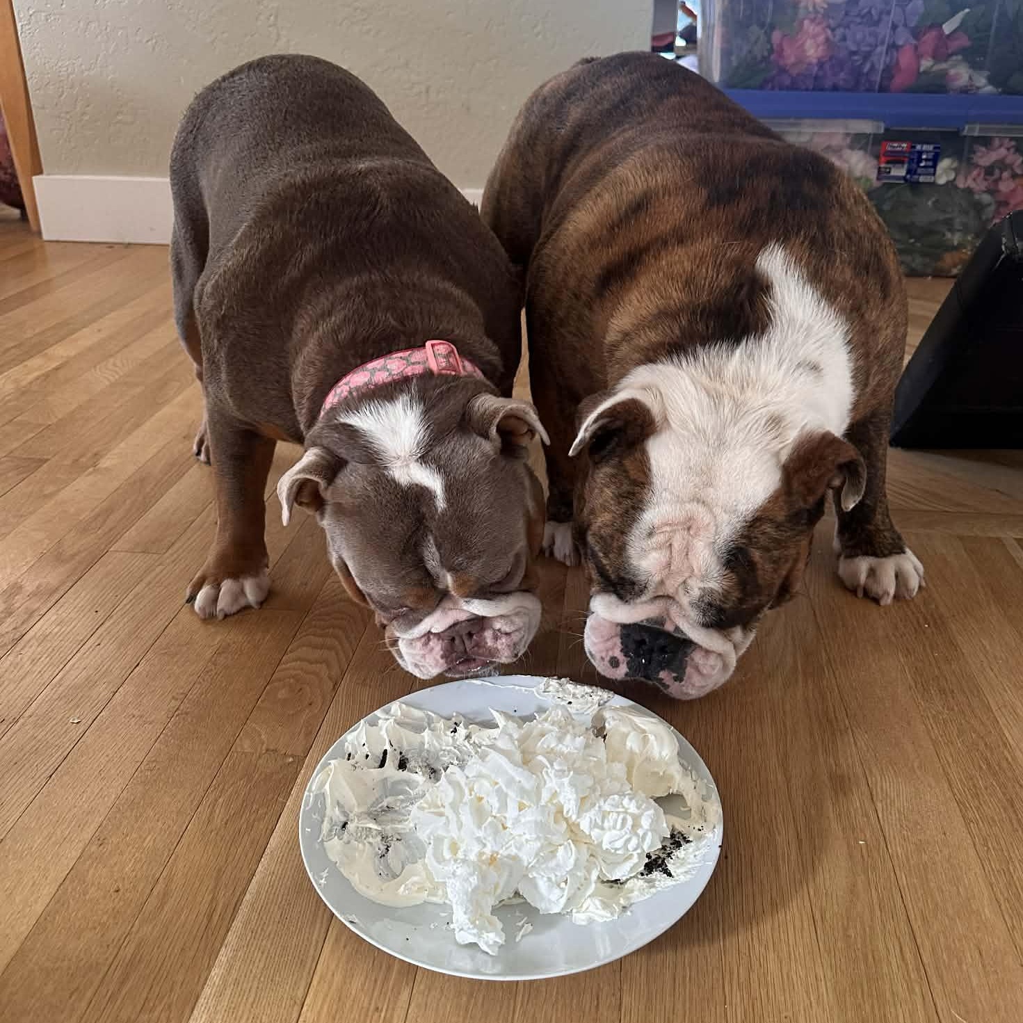 Enlarge Hazel & Moose (Bonded Pair), a ADOPTABLE English Bulldog in Tacoma, WA image 1/6