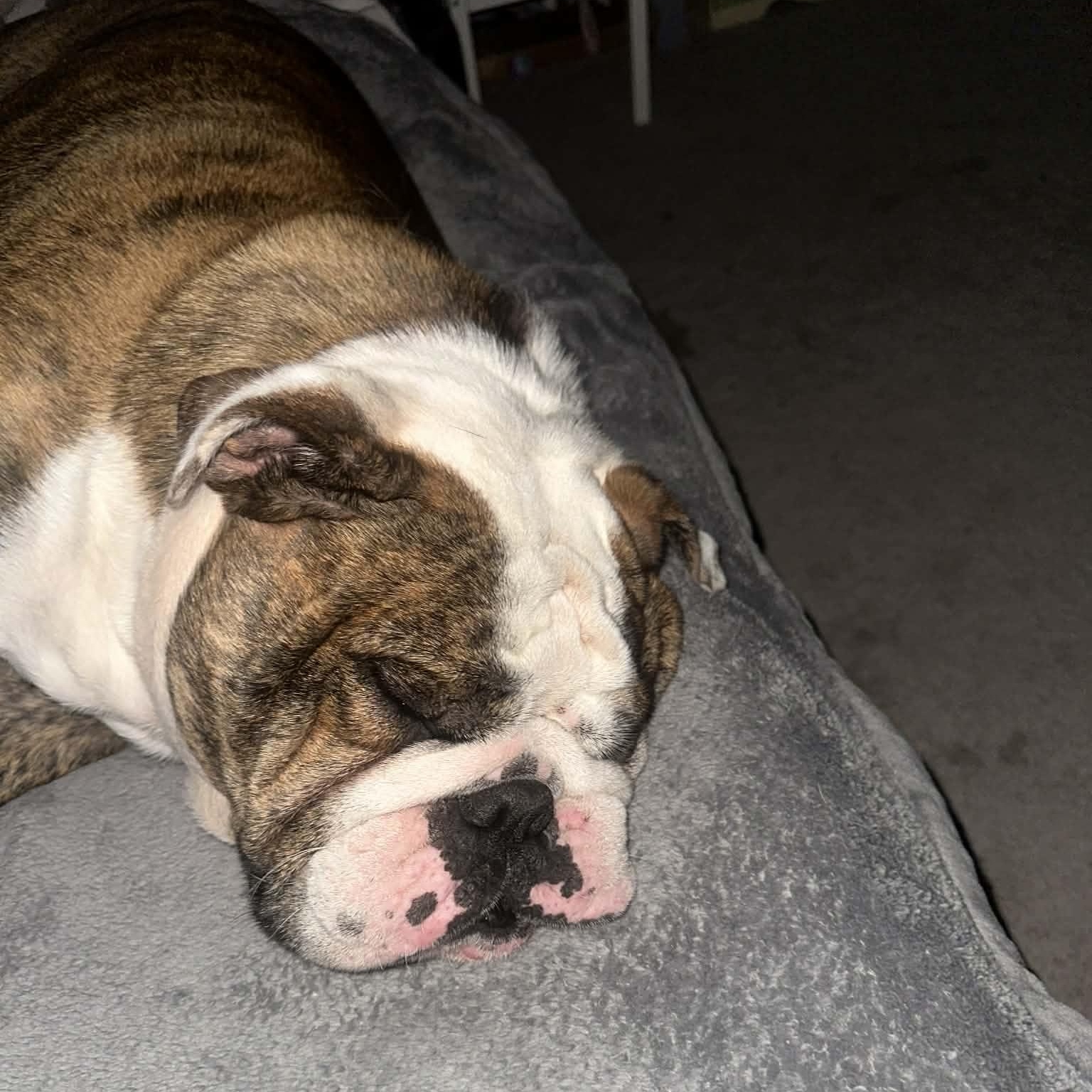 Enlarge Hazel & Moose (Bonded Pair), a ADOPTABLE English Bulldog in Tacoma, WA image 6/6