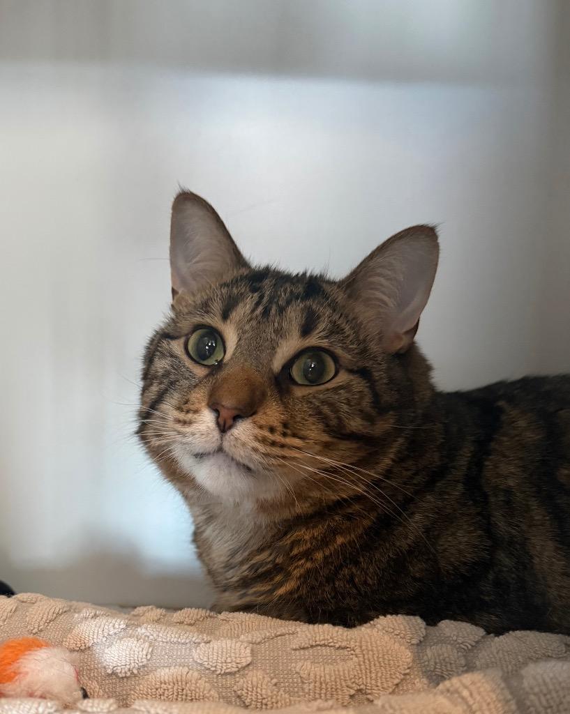 Bobbi, Adoptable, Adult Male Domestic Short Hair.