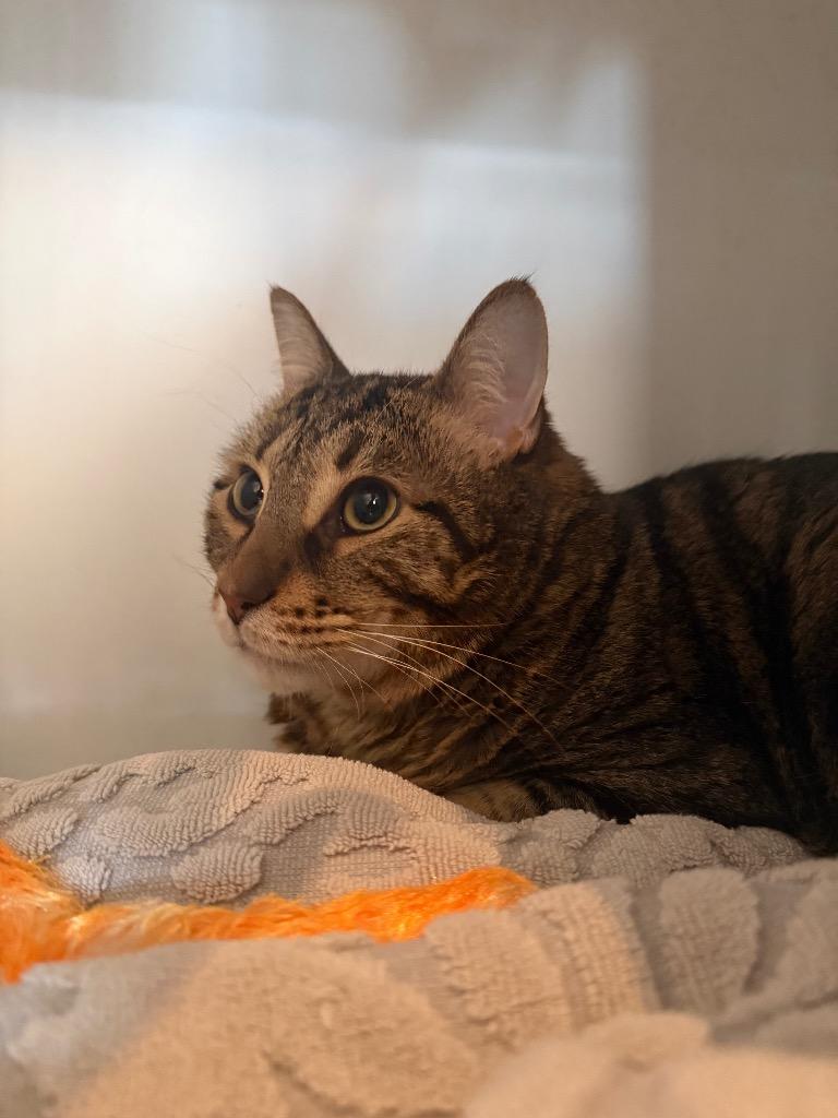 Bobbi, a Adoptable mixed breed in Hyde Park, NY image 2/3