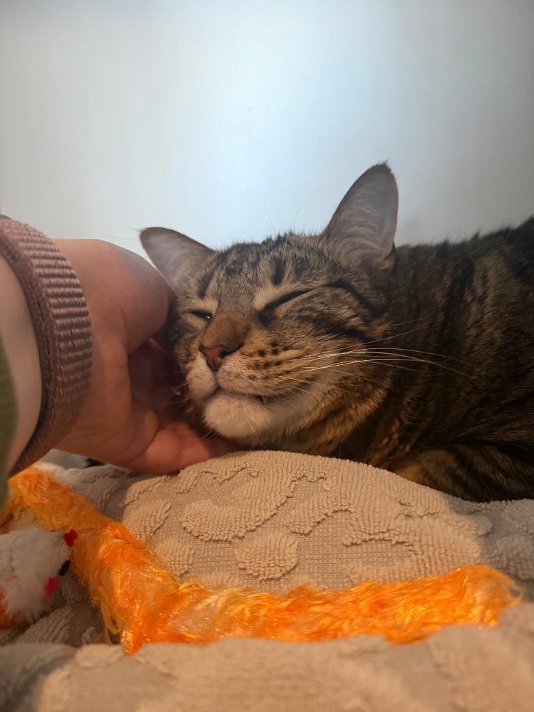 Bobbi, a Adoptable mixed breed in Hyde Park, NY image 3/3