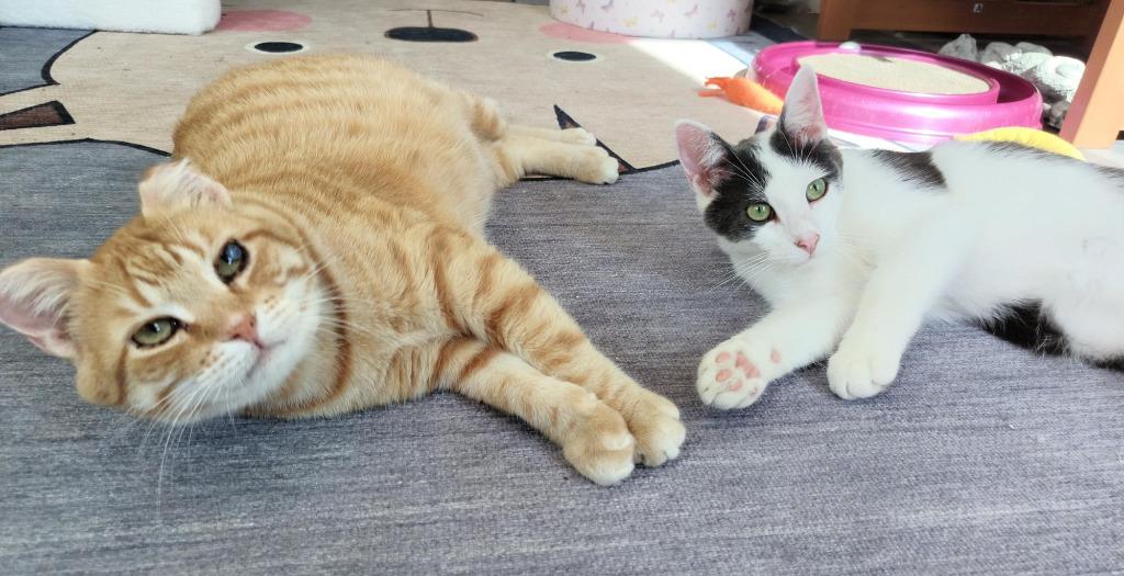 Enlarge Sunset (FIV+) / Mouse (FIV+), a Adoptable mixed breed in Minneapolis, MN image 3/5