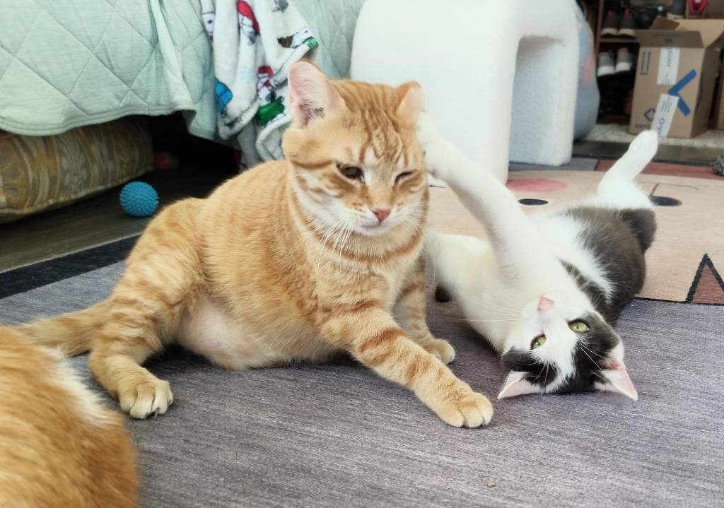 Enlarge Sunset (FIV+) / Mouse (FIV+), a Adoptable mixed breed in Minneapolis, MN image 4/5